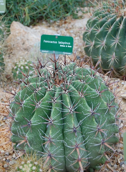 Ferocactus_latispinus.jpg