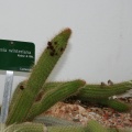 Floresia winteriana  Haageocereus