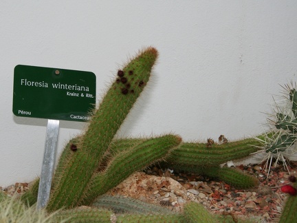 Floresia winteriana  Haageocereus