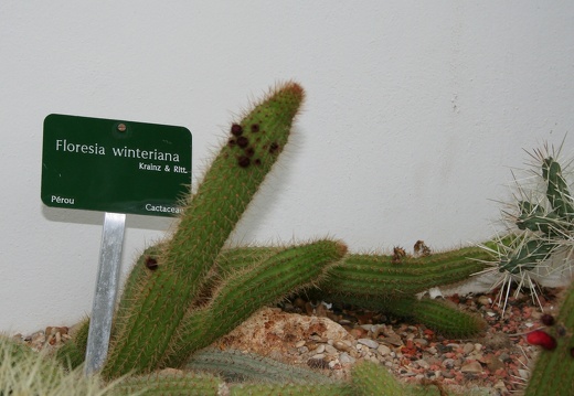 Floresia winteriana  Haageocereus