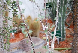 Fouquieria diguetii