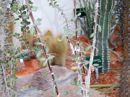 Fouquieria diguetii