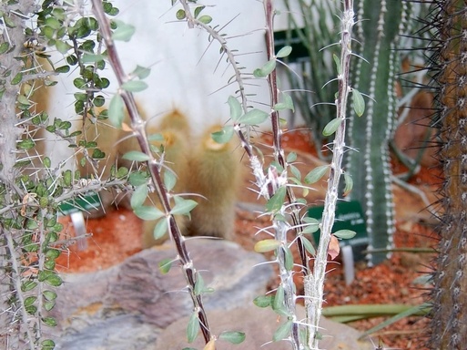 Fouquieria diguetii