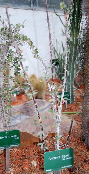 Fouquieria_diguetii.jpg
