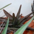 Gasteria sp