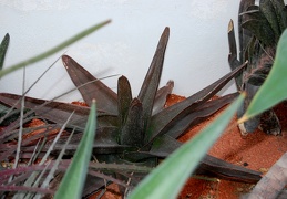 Gasteria sp