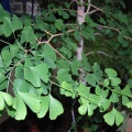 Ginkgo biloba