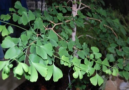 Ginkgo biloba