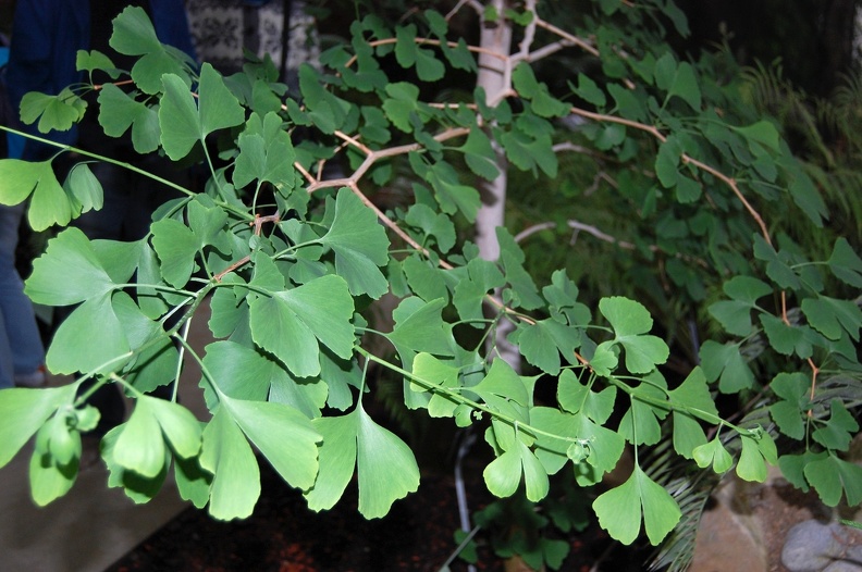 Ginkgo_biloba.jpg