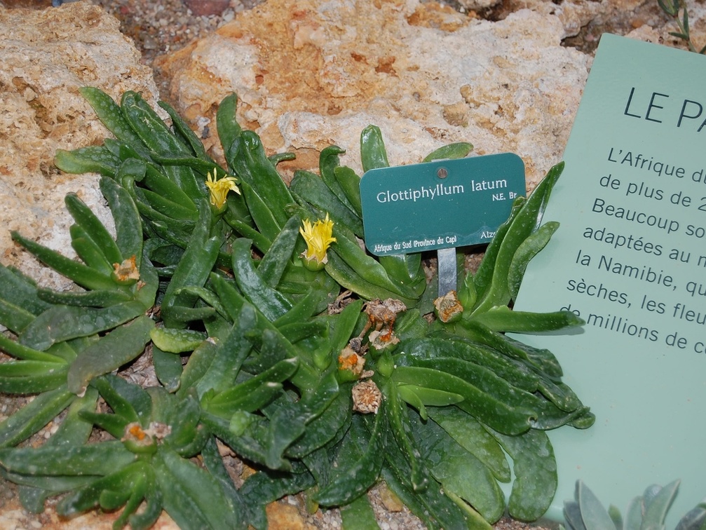 Glotiiphyllum latum