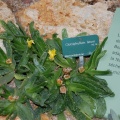Glotiiphyllum latum