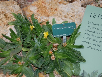 Glotiiphyllum latum