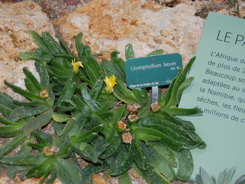 Glotiiphyllum latum