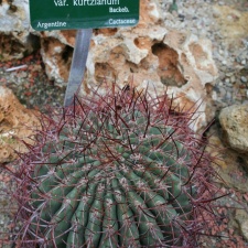 Gymnocalycium mostii v  kurtzianum