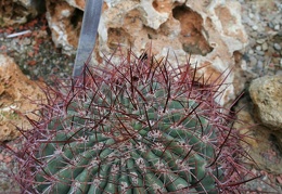 Gymnocalycium mostii v  kurtzianum