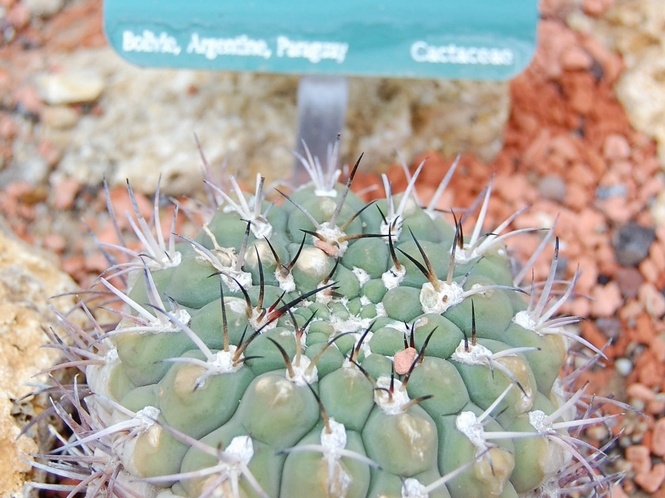 Gymnocalycium pflanzii