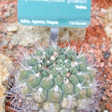 Gymnocalycium pflanzii