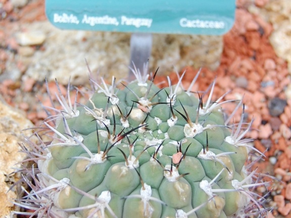 Gymnocalycium pflanzii