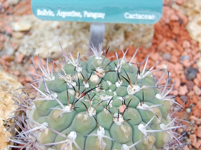 Gymnocalycium pflanzii