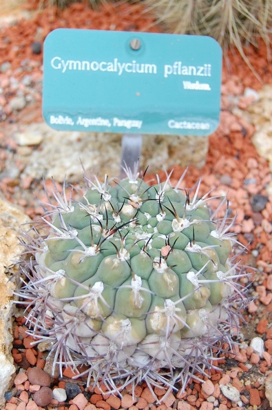 Gymnocalycium_pflanzii.jpg