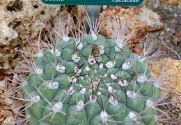 Gymnocalycium zegarrae