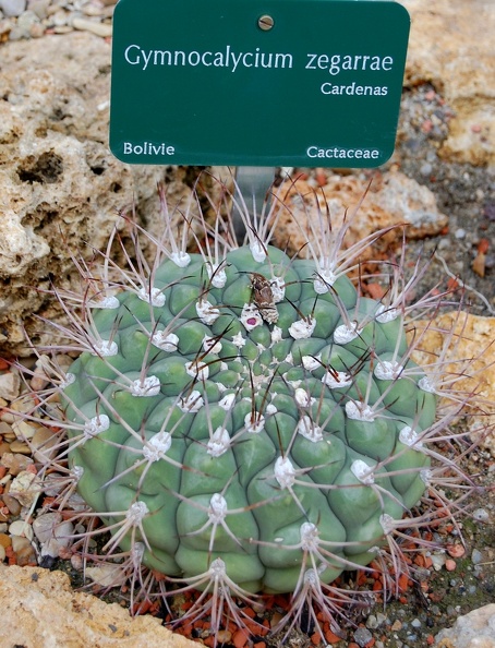Gymnocalycium_zegarrae.jpg