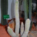 Haageocereus bicolor
