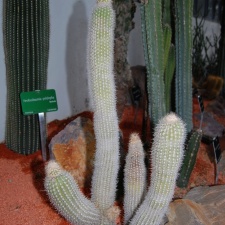 Haageocereus bicolor