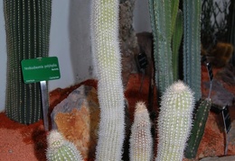 Haageocereus bicolor