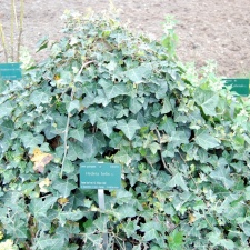 Hedera helix