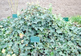 Hedera helix