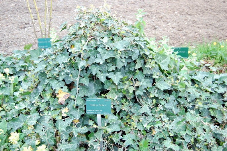 Hedera_helix.jpg