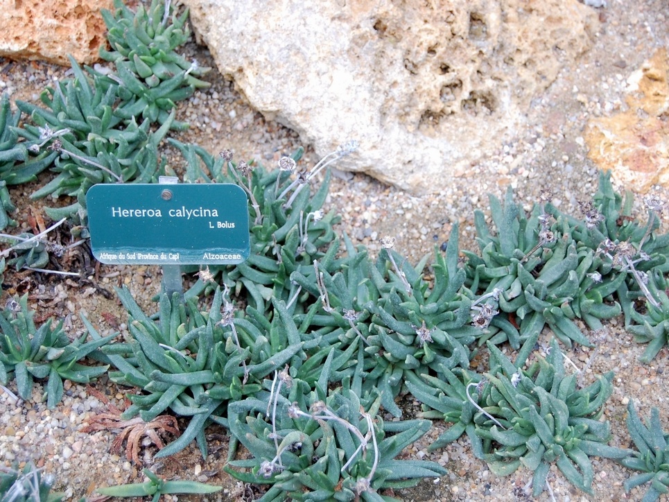 Hereroa calycina