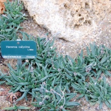 Hereroa calycina