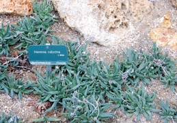 Hereroa calycina