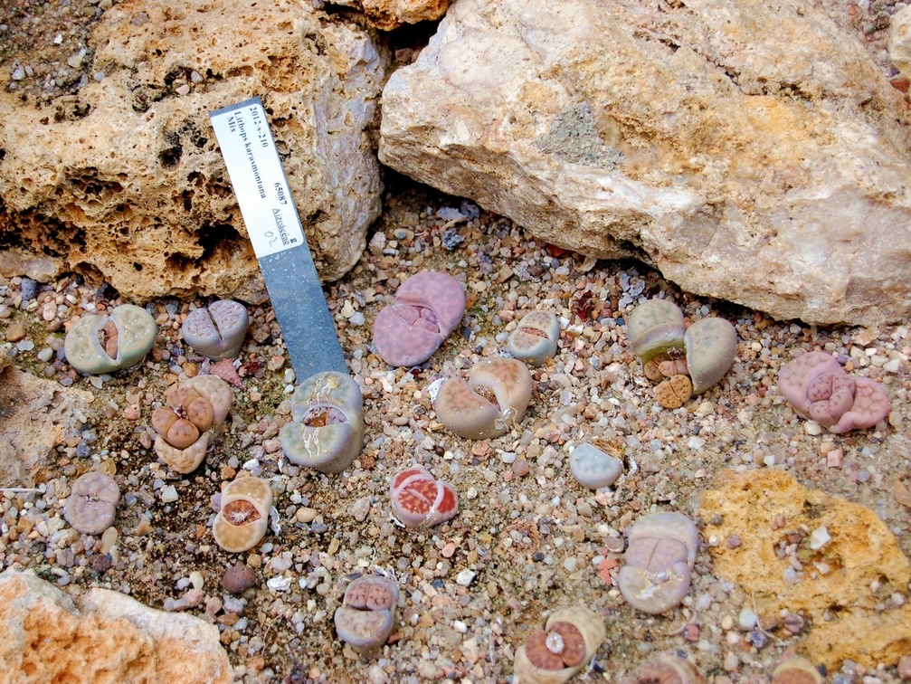 Lithops