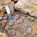 Lithops