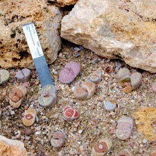 Lithops