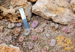 Lithops