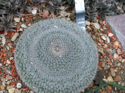 Mammillaria bombycina v  tabularis