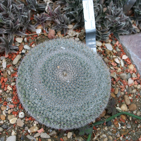 Mammillaria_bombycina_v__tabularis.JPG