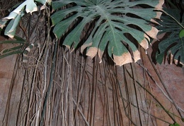 Monstera sp