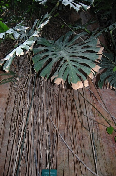 Monstera_sp.jpg