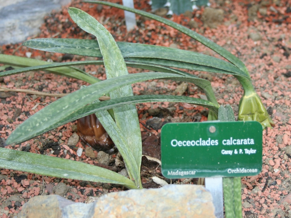 Oeceoclades calcarata