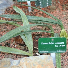 Oeceoclades calcarata