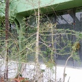 Operculicaria decaryi