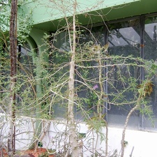 Operculicaria decaryi