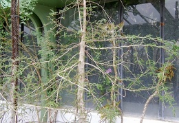 Operculicaria decaryi