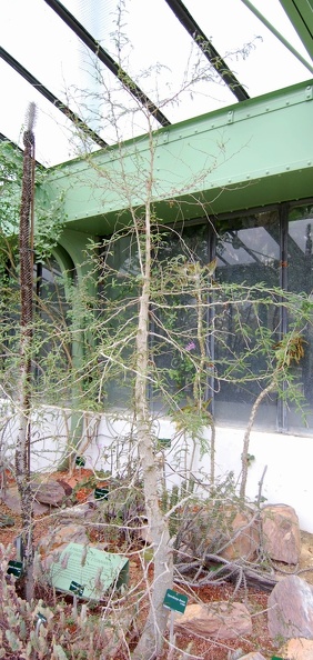 Operculicaria_decaryi.jpg