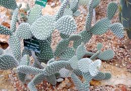 Opuntia microdasys